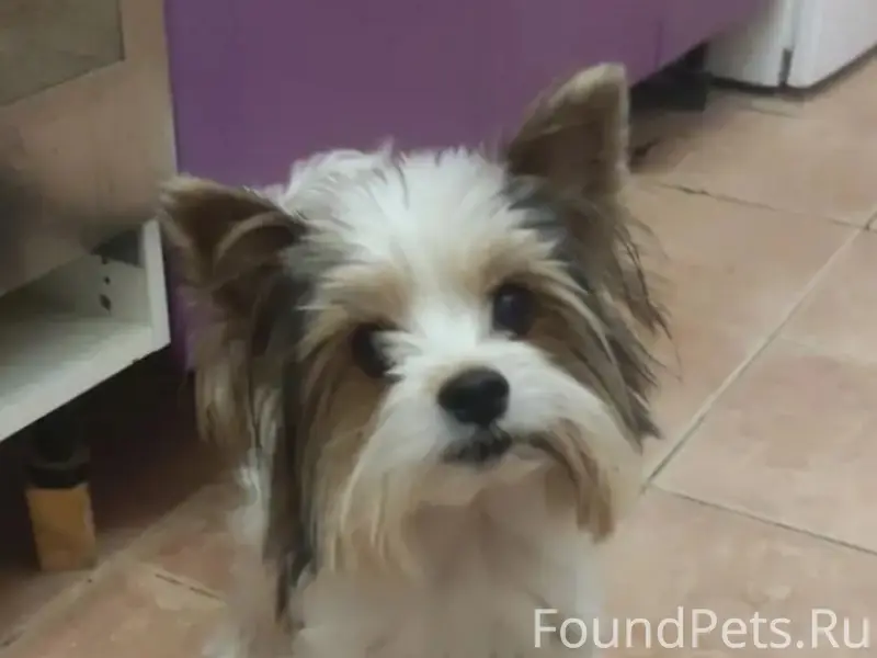 Пропала Бивер-Йорк Микки, деревня Ермолино