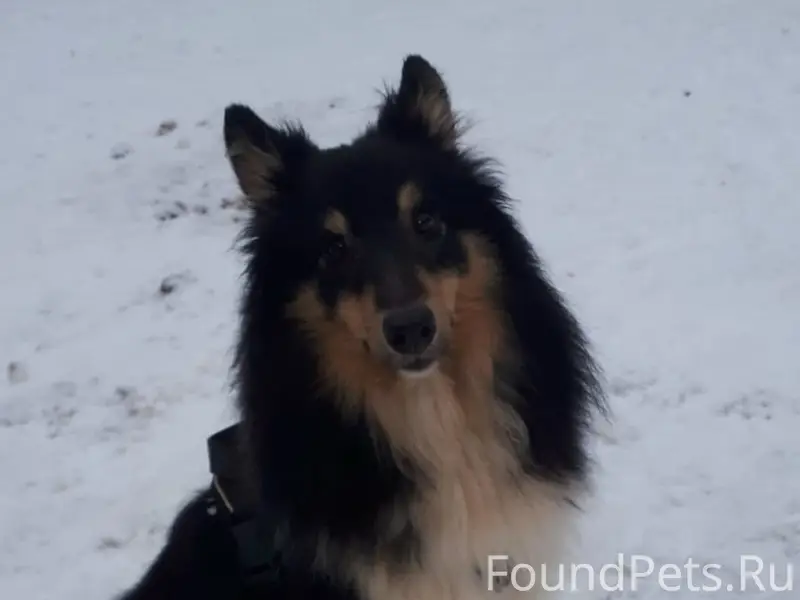 Пропал кабель шелти Макс, деревня Полушкино