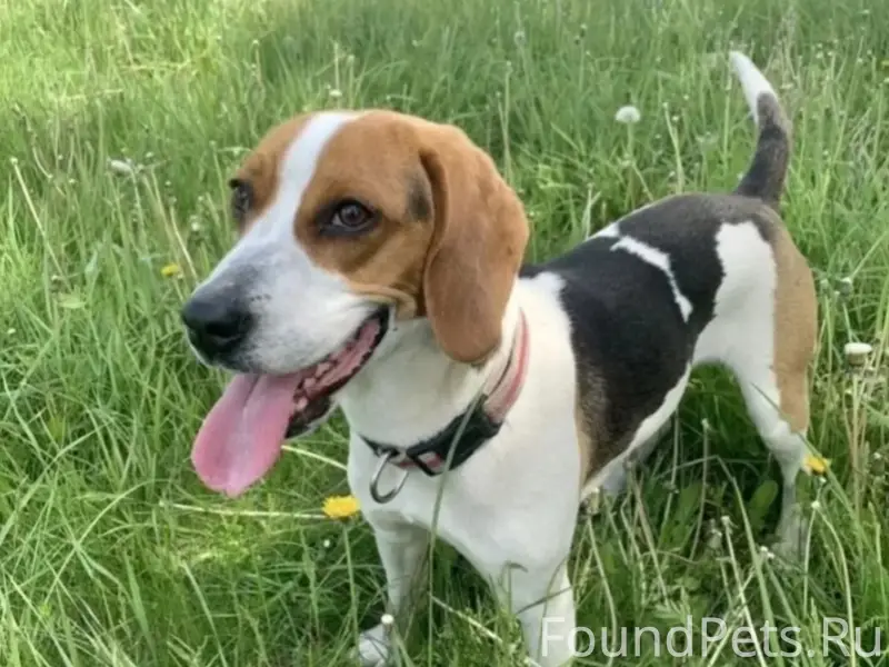 Пропала гончая Юна, Краснодар