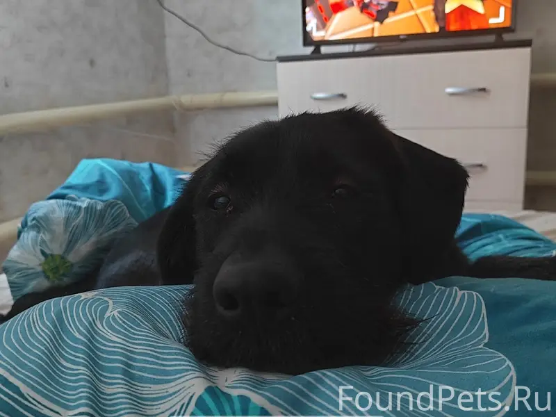 Пропал пёс Бади, среднего телосложения, отрубленный хвост