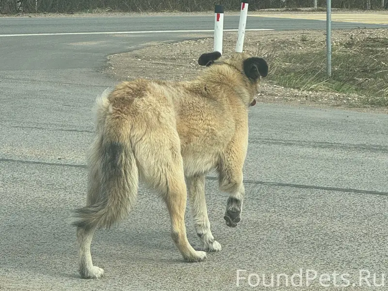 Найден пёс, кольцевая