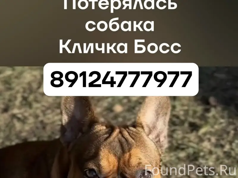 Пропал французский бульдог, поселок Полевой (Новосинеглазово)