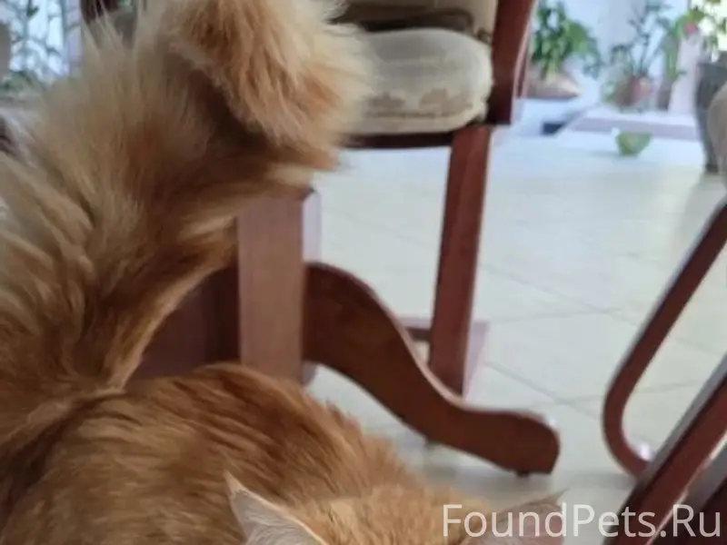 Найден рыжий кот в зелёном ошейнике, район Дм. Ульянова