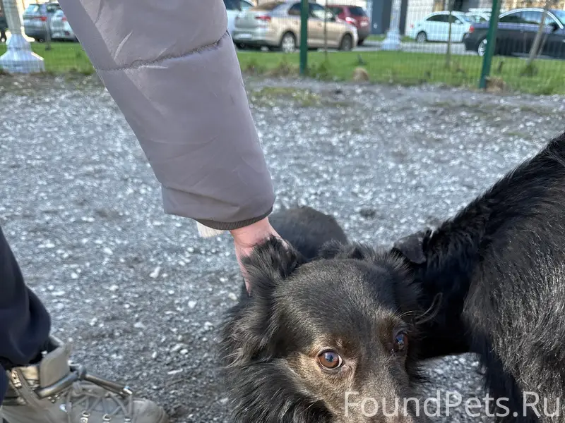 Найден мальчик в голубой шлейке, Солнцево