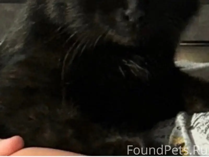 Пропал кот Дымок, ул. Лесной Рудник