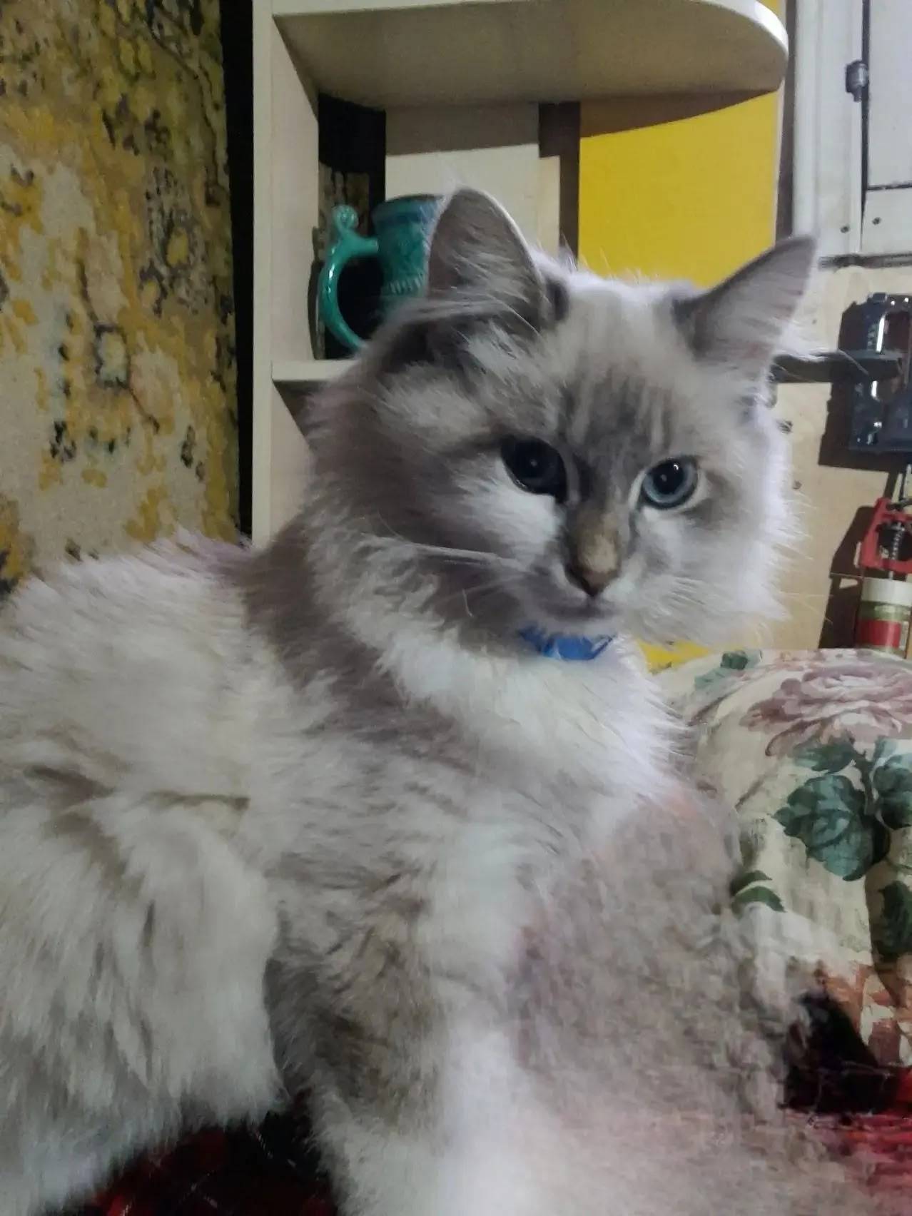 Пропала кошка Ася, район вокзала