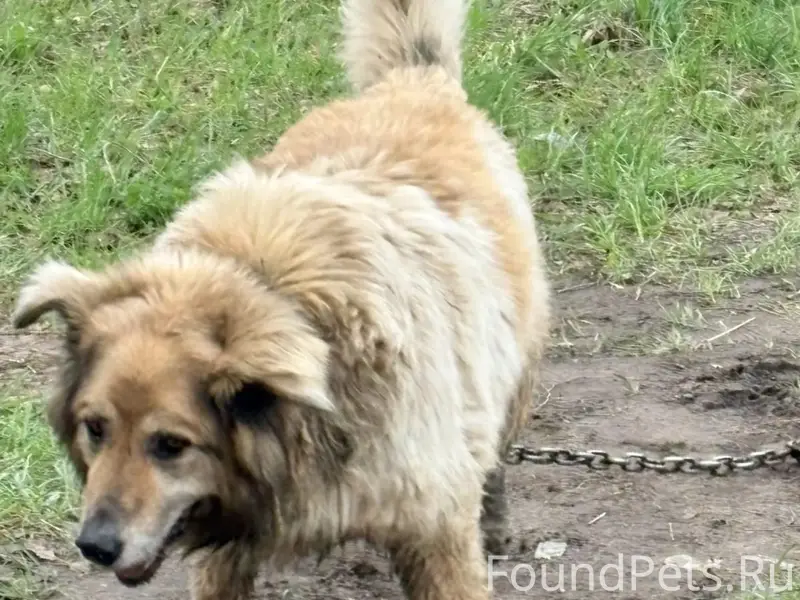 Пропал пёс, Воскресенск