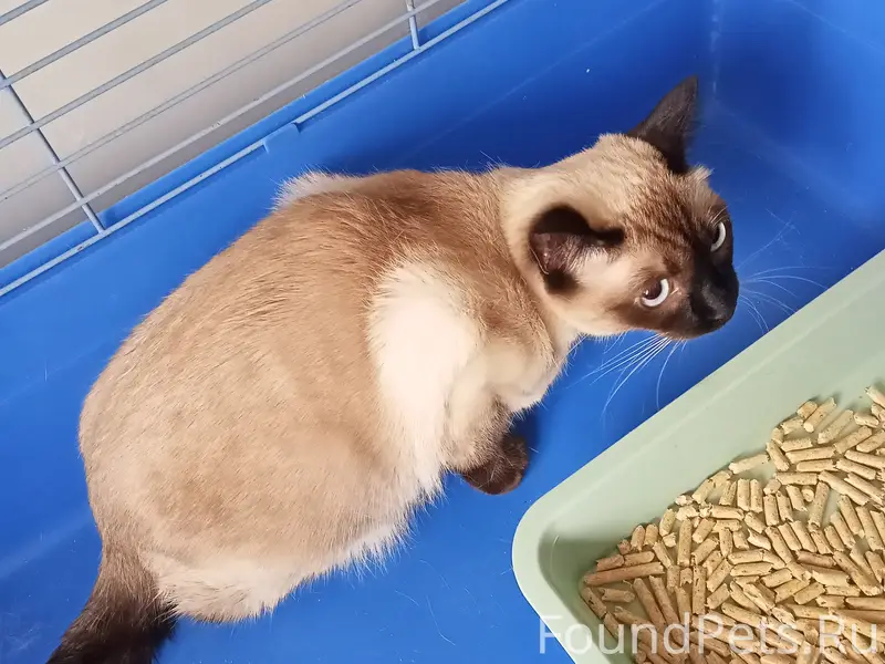 Найдена кошка, подъезд на Мира