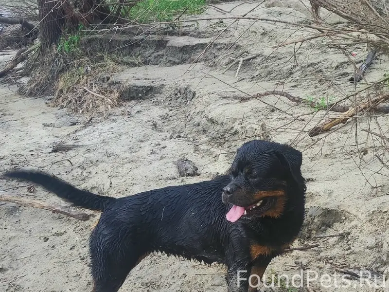 Пропал ротвейлер, деревня Медведчикова
