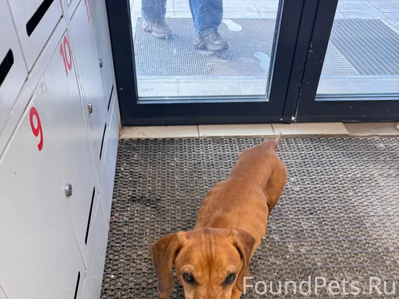 Пропала такса, Пермь, Каховская и Волгодонская