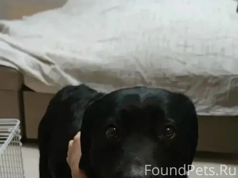 Найдена собака София, г. Пушкино