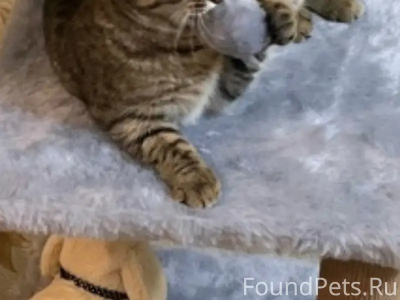 Пропала кошка Луна, Ангара