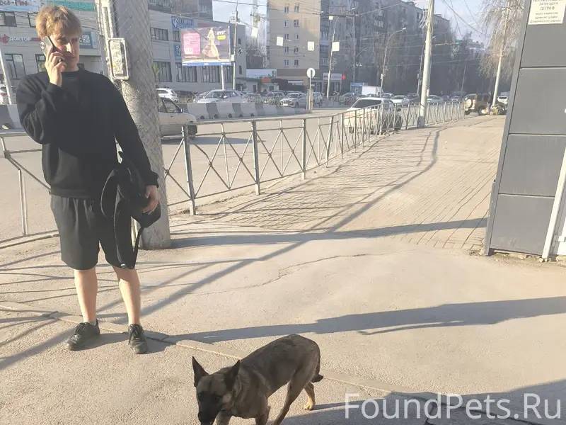 Найденная собака в Дзержинском районе