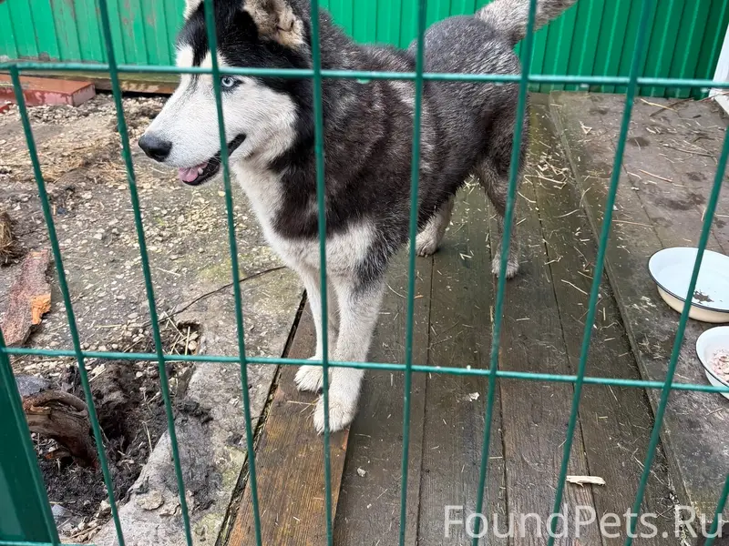 Найден хаски, район Волжского шоссе