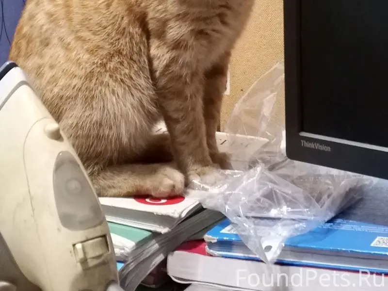 Пропал котёнок, на фоне