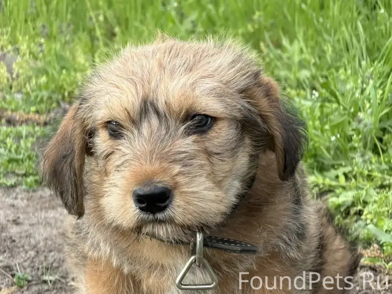 Пропал щенок, П. Сосны