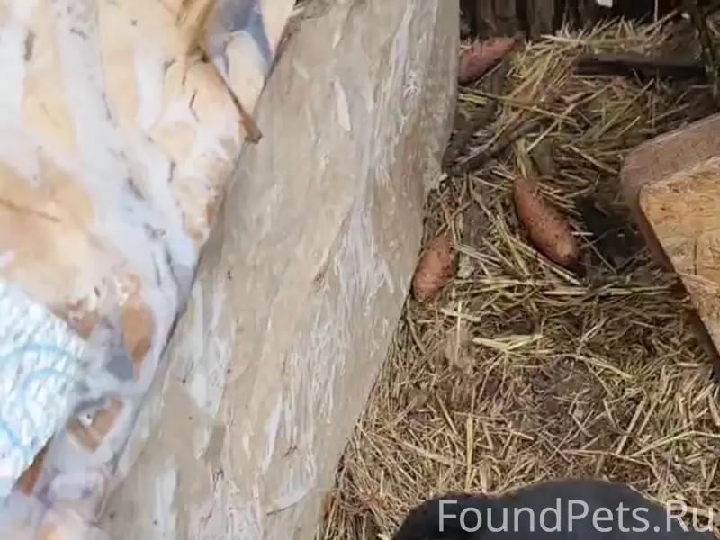 Пропал щенок, Канищево-Семчино