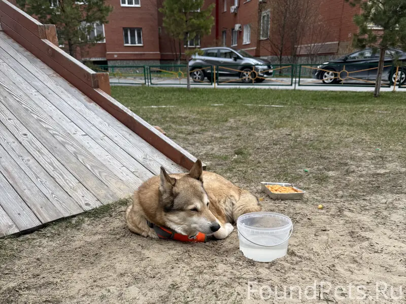 Найдена собака 