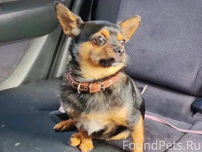 Пропал Ричик, район К. Маркса, улица Зелёная