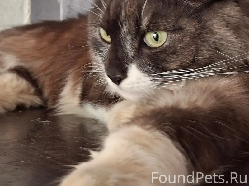 Найден кот, Орехово-Зуево