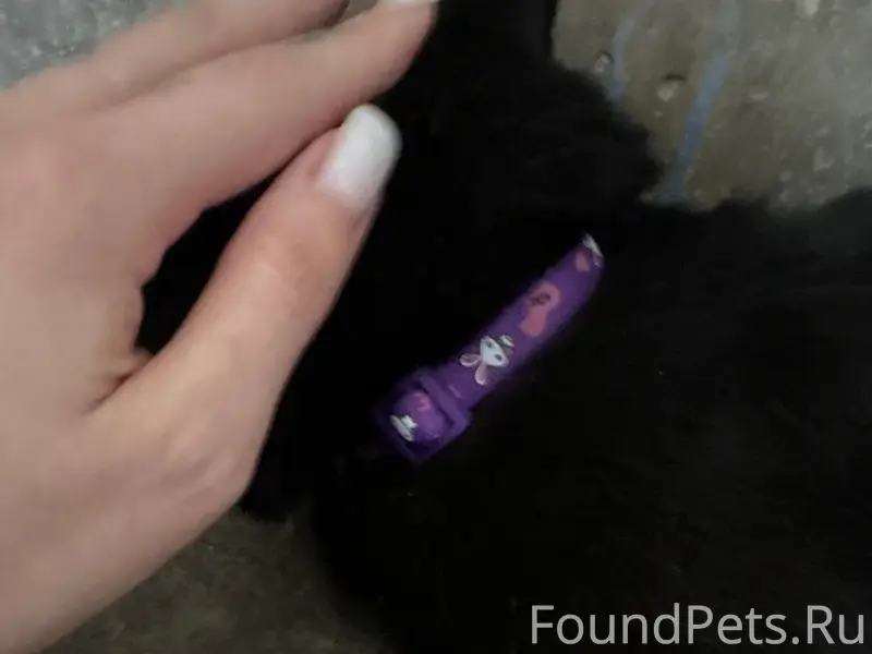 Найдена кошка, район ТЦ Сигма