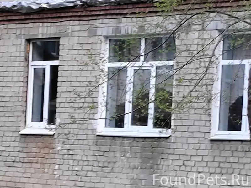 Найден ксолоитцкуинтли, серый, Екатеринбург