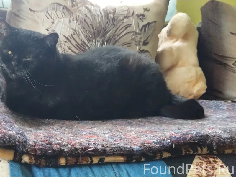 Пропала кошка Боня, дача сот Тайга2