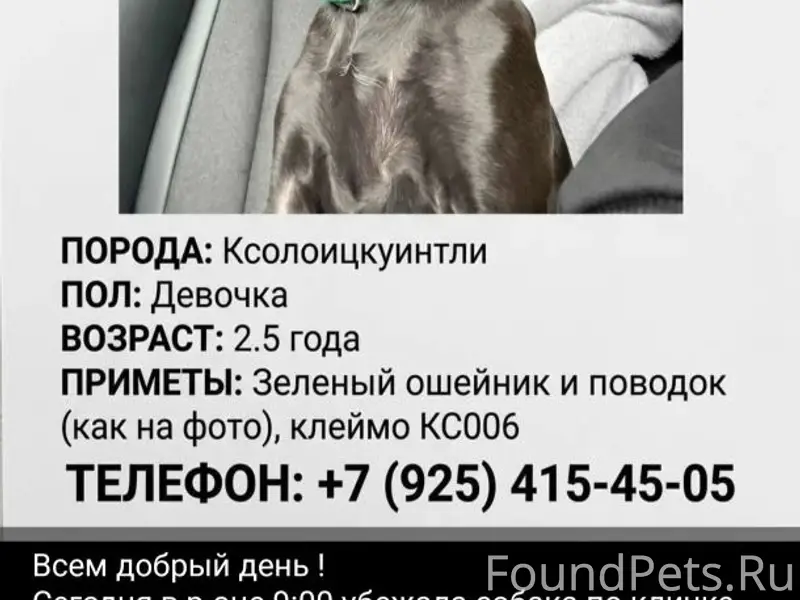 Пропал Бэнтли, Пятницкое шоссе