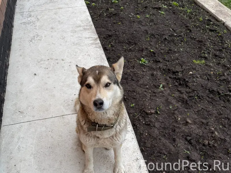 Найден хаски или лайка, Русско-Юрмашский сельсовет