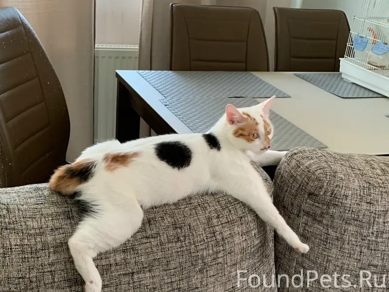 Пропала кошка Ася, район Финляндии