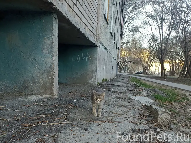 Найдена кошка, ул. Попова, 88