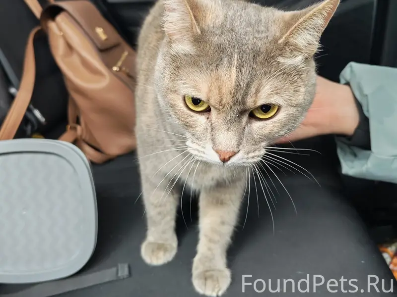 Найдена кошка, парковка Космопорт