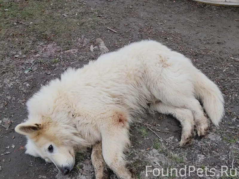 Пропала собака, Нахимово