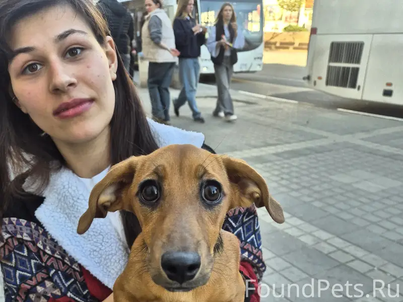 Пропала такса, центр Симферополя