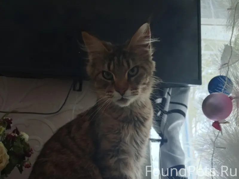 Пропала кошка, ул. Центральная 4