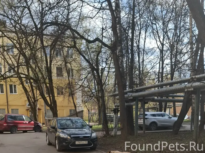 Пропал пёс, возможно отвязался, Пухова, Калуга