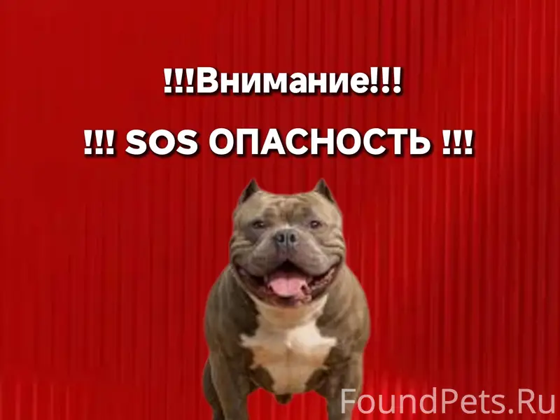 Пропала собака похожа на стаффордширского терьера, Первоуральск