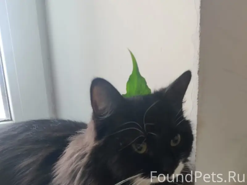 Пропала кошка Кодзи, Юрьевец