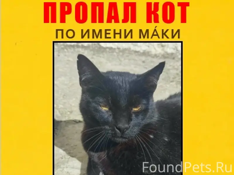 Пропал кот Маки, район Ударной улицы