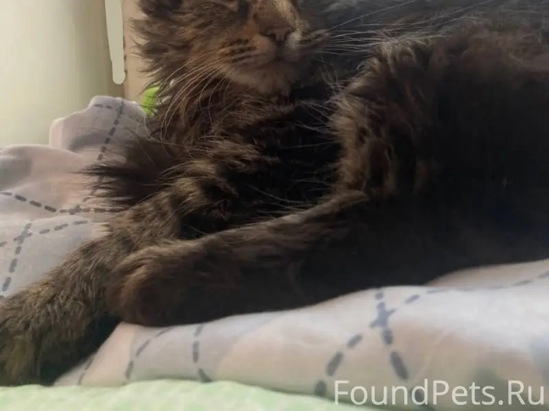 Пропал кот, Московский район