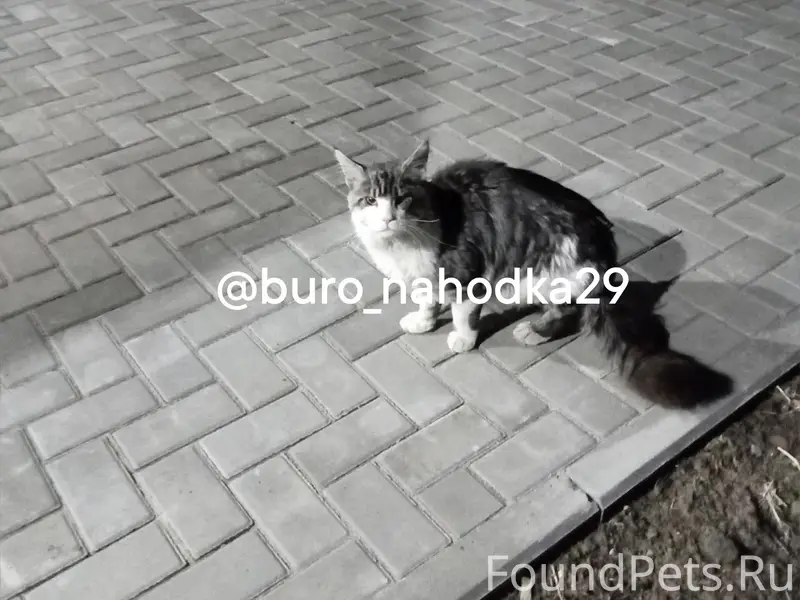 Найдена кошка, похожая на Мейн-куна, Заостровье