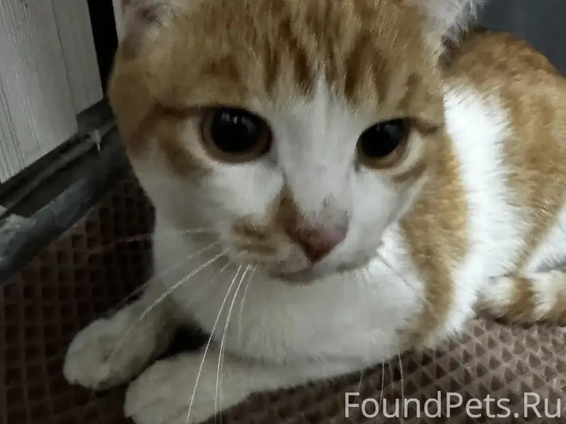 Найден кот, Дзержинского 40