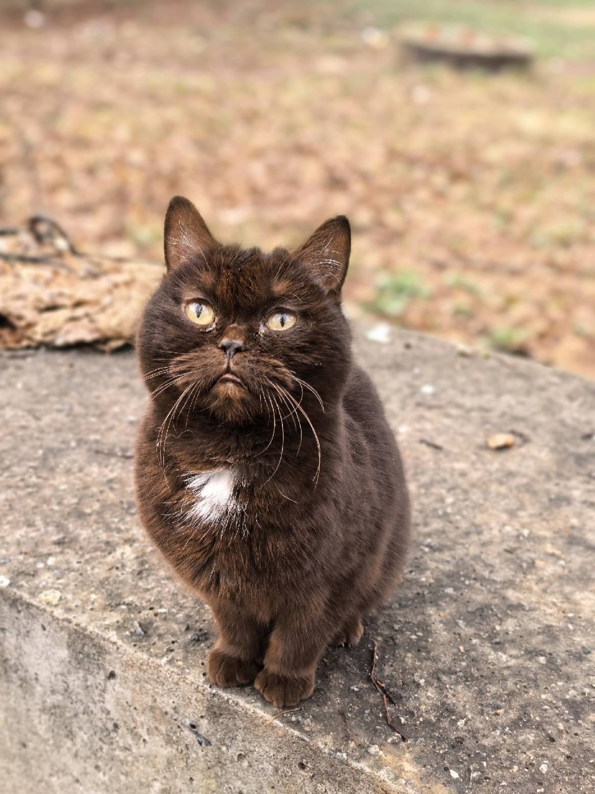 Найдены шотландские кошки, Москва, Можайск
