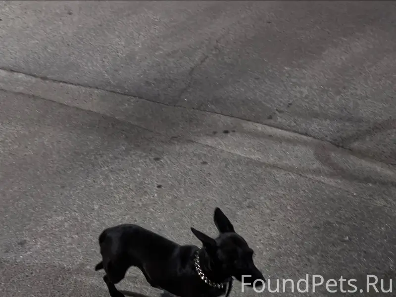 Пропала собака Пуля и Анфиса, есть ошейник с номером
