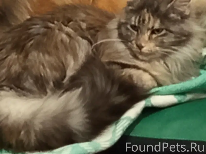 Пропала трёхцветная кошка, ул. Шмидта 19