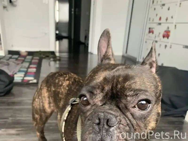 Пропал французский бульдог, Калининский район