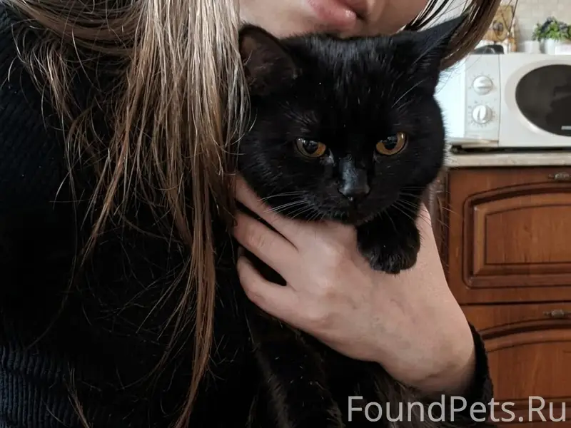 Пропала чёрная кошка, район танка (ул. Чапаева)