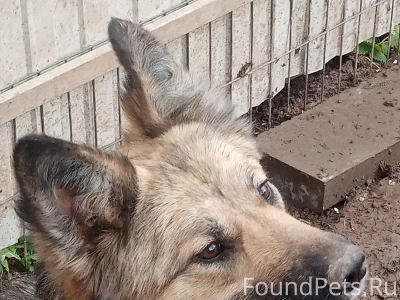 Пропала собака Грета, Нижегородская область