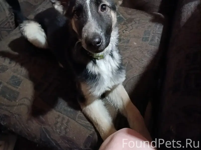 Пропала собака Орли, Храмцовская улица, Иркутск