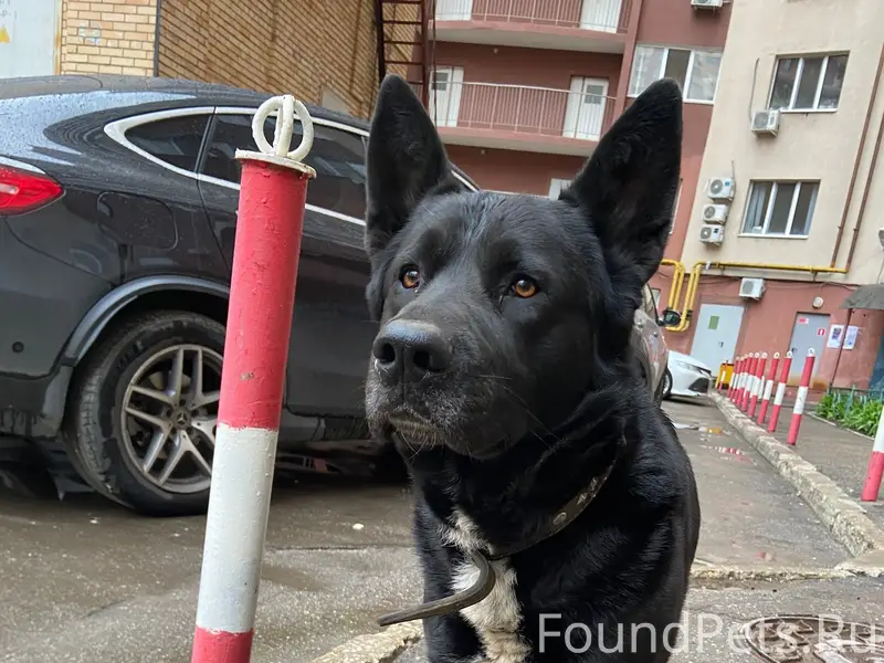 Найден пес с ошейником, Октябрьский район